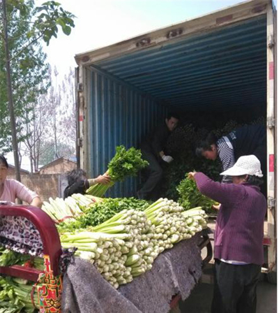 管城区非公企业伸出援助之手缓解中牟菜农压力(图1) 管城区非公企业伸出援助之手缓解中牟菜农压力(图1)